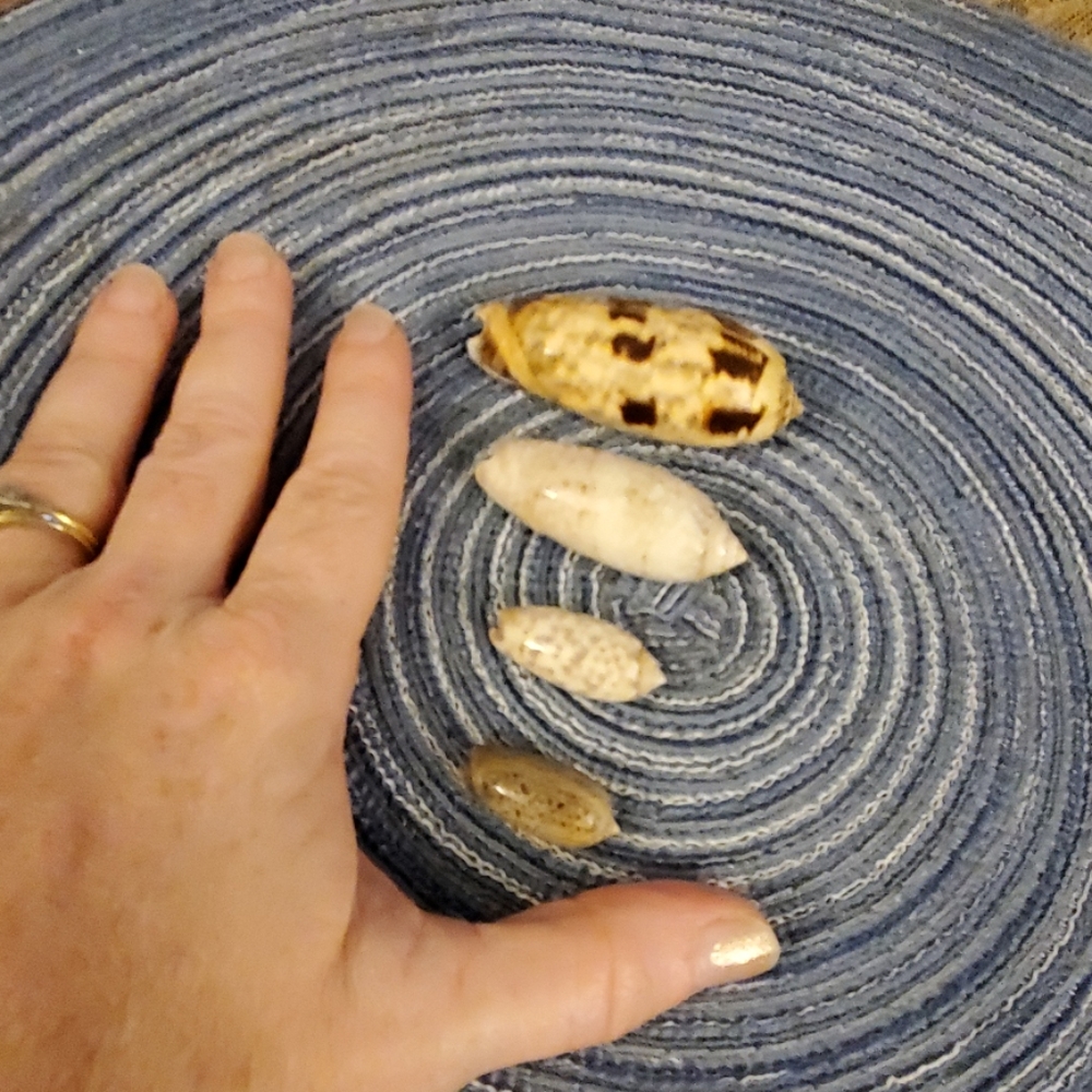 Olive shell bundle - Picture 4 of 4